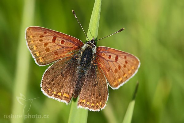 Ohniváček černoskvrný (Lycaena tityus), Ohniváček černoskvrný (Lycaena tityus), Sooty Copper, Autor: Ondřej Prosický | NaturePhoto.cz, Model: Canon EOS-1D Mark III, Objektiv: Canon EF 100mm f/2.8 Macro USM, Ohnisková vzdálenost (EQ35mm): 130 mm, fotografováno z ruky, Clona: 16, Doba expozice: 1/6 s, ISO: 100, Kompenzace expozice: 0, Blesk: Ano, Vytvořeno: 7. června 2008 7:15:47, Cvikov, Lužické Hory (Česko)