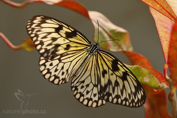 Paper Kite (Idea leuconoe), Paper Kite (Idea leuconoe), Autor: Ondřej Prosický | NaturePhoto.cz, Model: Canon EOS-1D Mark III, Objektiv: Canon EF 100mm f/2.8 Macro USM, Ohnisková vzdálenost (EQ35mm): 130 mm, fotografováno z ruky, Clona: 4.0, Doba expozice: 1/200 s, ISO: 320, Kompenzace expozice: 0, Blesk: Ano, Vytvořeno: 26. dubna 2008 10:53:23, Skleník Fatamorgana, Praha - Troja (Česko)