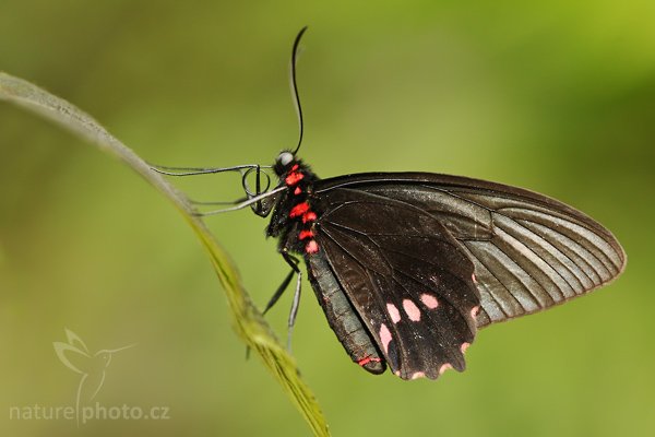 Common Mormon (Papilio anchisades), Common Mormon (Papilio anchisades), Autor: Ondřej Prosický | NaturePhoto.cz, Model: Canon EOS-1D Mark III, Objektiv: Canon EF 100mm f/2.8 Macro USM, Ohnisková vzdálenost (EQ35mm): 130 mm, fotografováno z ruky, Clona: 4.0, Doba expozice: 1/160 s, ISO: 640, Kompenzace expozice: 0, Blesk: Ano, Vytvořeno: 26. dubna 2008 10:48:35, Skleník Fatamorgana, Praha - Troja (Česko)