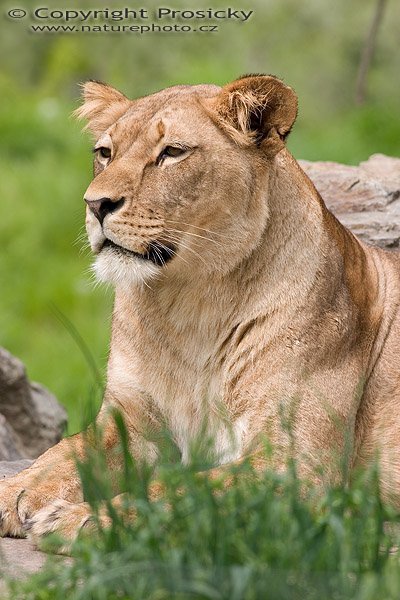 Lev (Panthera leo), Autor: Ondřej Prosický, Model aparátu: Canon EOS 300D DIGITAL, Objektiv: Canon EF 400mm f/5.6 L USM, Ohnisková vzdálenost: 400.00 mm, monopod Manfrotto 681B + 234RC, Clona: 6.30, Doba expozice: 1/200 s, ISO: 100, Vyvážení expozice: 1.00, Blesk: Ne, Vytvořeno: 14. května 2005 12:22:42, ZOO Plzeň 