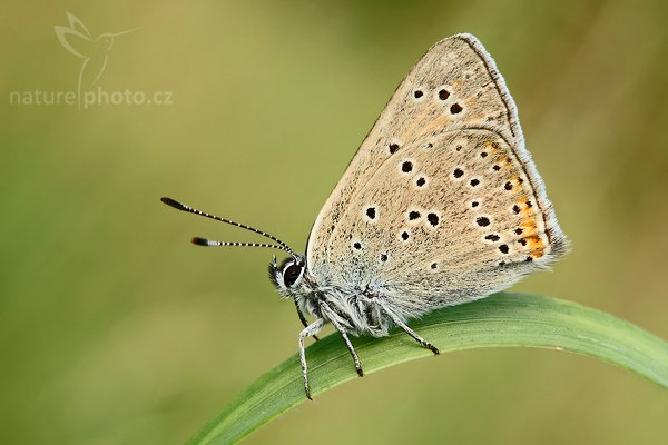 Ohniváček modrolemý (Lycaena hippothoe), Ohniváček modrolemý (Lycaena hippothoe = Palaeochrysophanus hippothoe), Purple-edged Copper, Autor: Ondřej Prosický | NaturePhoto.cz, Model: Canon EOS-1D Mark III, Objektiv: Canon EF 100mm f/2.8 Macro USM, Ohnisková vzdálenost (EQ35mm): 130 mm, fotografováno z ruky, Clona: 16, Doba expozice: 1/6 s, ISO: 100, Kompenzace expozice: 0, Blesk: Ano, Vytvořeno: 7. června 2008 7:19:47, Cvikov, Lužické Hory (Česko)