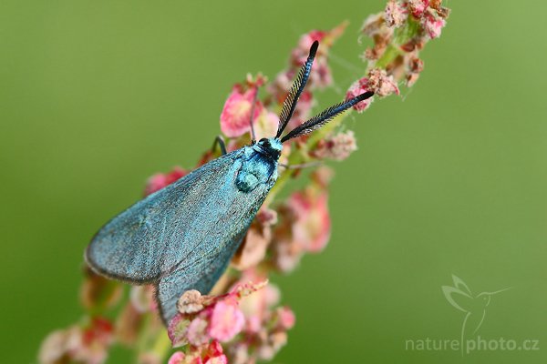 Zelenáček šťovíkový (Adscita statices), Zelenáček šťovíkový (Adscita statices), Forester Moth, Autor: Ondřej Prosický | NaturePhoto.cz, Model: Canon EOS-1D Mark III, Objektiv: Canon EF 100mm f/2.8 Macro USM, Ohnisková vzdálenost (EQ35mm): 130 mm, fotografováno z ruky, Clona: 4.5, Doba expozice: 1/320 s, ISO: 500, Kompenzace expozice: -1/3, Blesk: Ne, Vytvořeno: 6. června 2008 15:53:23, Cvikov, Lužické Hroy (Česko)