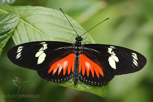 Tiger Longwing (Heliconius hecale), Tiger Longwing (Heliconius hecale), Autor: Ondřej Prosický | NaturePhoto.cz, Model: Canon EOS-1D Mark III, Objektiv: Canon EF 100mm f/2.8 Macro USM, Ohnisková vzdálenost (EQ35mm): 130 mm, fotografováno z ruky, Clona: 4.5, Doba expozice: 1/250 s, ISO: 250, Kompenzace expozice: -2/3, Blesk: Ano, Vytvořeno: 5. února 2008 10:37:20, La Paz (Kostarika)