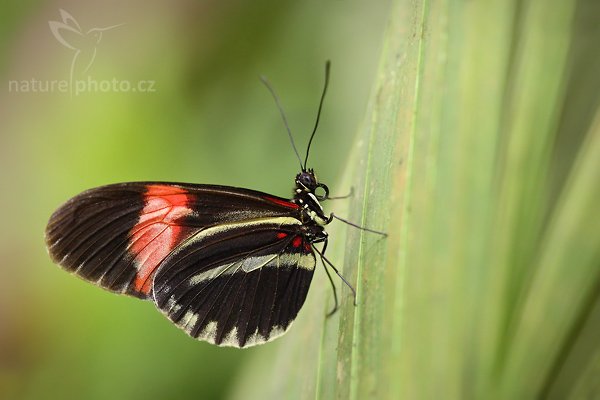 Red Passion Flower Butterfly (Heliconius erato petiverana), Red Passion Flower Butterfly (Heliconius erato petiverana), Autor: Ondřej Prosický | NaturePhoto.cz, Model: Canon EOS-1D Mark III, Objektiv: Canon EF 100mm f/2.8 Macro USM, Ohnisková vzdálenost (EQ35mm): 130 mm, fotografováno z ruky, Clona: 4.5, Doba expozice: 1/200 s, ISO: 500, Kompenzace expozice: 0, Blesk: Ano, Vytvořeno: 26. dubna 2008 10:29:09, Skleník Fatamorgana, Praha - Troja (Česko)