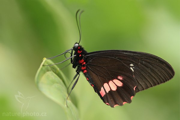 Common Mormon (Papilio polytes), Common Mormon (Papilio polytes), Autor: Ondřej Prosický | NaturePhoto.cz, Model: Canon EOS-1D Mark III, Objektiv: Canon EF 100mm f/2.8 Macro USM, Ohnisková vzdálenost (EQ35mm): 130 mm, fotografováno z ruky, Clona: 3.5, Doba expozice: 1/160 s, ISO: 500, Kompenzace expozice: 0, Blesk: Ano, Vytvořeno: 17. února 2008 8:54:51, La Paz (Kostarika)