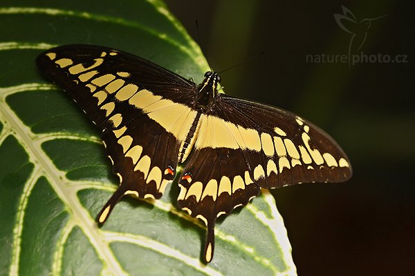 Giant Swallow Tail (Papilio thoas nealces), Giant Swallow Tail (Papilio thoas nealces), Autor: Ondřej Prosický | NaturePhoto.cz, Model: Canon EOS-1D Mark III, Objektiv: Canon EF 100mm f/2.8 Macro USM, Ohnisková vzdálenost (EQ35mm): 130 mm, fotografováno z ruky, Clona: 4.5, Doba expozice: 1/250 s, ISO: 250, Kompenzace expozice: -2/3, Blesk: Ano, Vytvořeno: 5. února 2008 16:43:33, La Paz (Kostarika)