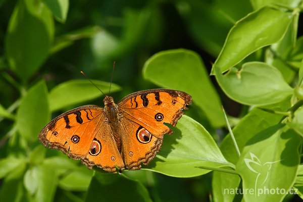 Peacock Pansy (Junonia almana), Peacock Pansy (Junonia almana), Autor: Ondřej Prosický | NaturePhoto.cz, Model: Canon EOS-1D Mark III, Objektiv: Canon EF 200mm f/2.8 L USM + TC 2x, Ohnisková vzdálenost (EQ35mm): 520 mm, fotografováno z ruky, Clona: 7.1, Doba expozice: 1/250 s, ISO: 200, Kompenzace expozice: -1/3, Blesk: Ne, Vytvořeno: 27. listopadu 2007 9:49:04, Tissahamarama (Sri Lanka)