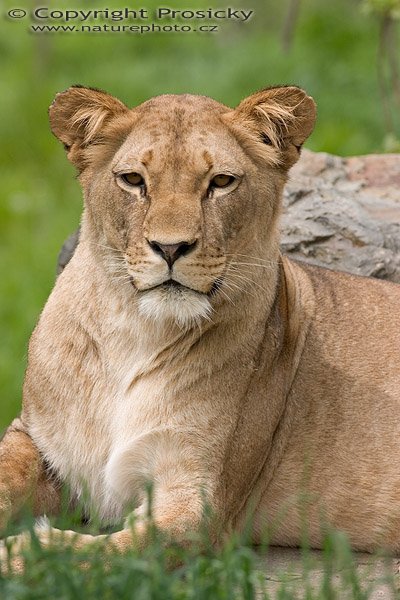 Lev (Panthera leo), Autor: Ondřej Prosický, Model aparátu: Canon EOS 300D DIGITAL, Objektiv: Canon EF 400mm f/5.6 L USM, Ohnisková vzdálenost: 400.00 mm, monopod Manfrotto 681B + 234RC, Clona: 6.30, Doba expozice: 1/250 s, ISO: 100, Vyvážení expozice: 0.63, Blesk: Ne, Vytvořeno: 14. května 2005 12:21:20, ZOO Plzeň (ČR) 