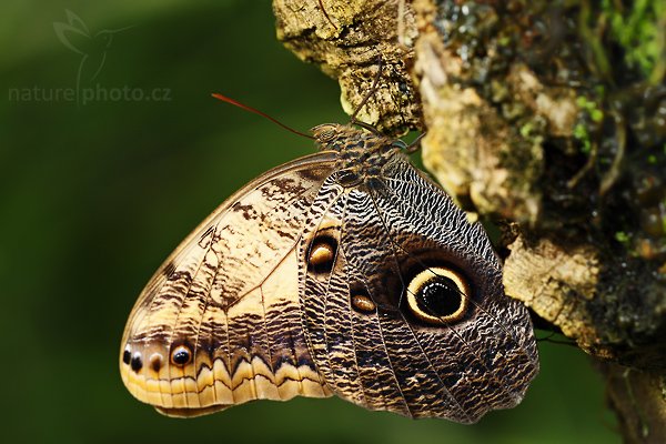 Owl Butterfly (Caligo memnon), Owl Butterfly (Caligo memnon), Autor: Ondřej Prosický | NaturePhoto.cz, Model: Canon EOS-1D Mark III, Objektiv: Canon EF 100mm f/2.8 Macro USM, Ohnisková vzdálenost (EQ35mm): 130 mm, fotografováno z ruky, Clona: 4.5, Doba expozice: 1/200 s, ISO: 400, Kompenzace expozice: 0, Blesk: Ano, Vytvořeno: 26. dubna 2008 1:38:59, LSkleník Fatamorgana, Praha - Troja (Česko)
