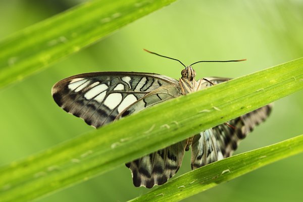 motýl babočka Parthenos sylvia, Parthenos sylvia, Autor: Ondřej Prosický | NaturePhoto.cz, Model: Canon EOS-1D Mark III, Objektiv: Canon EF 100mm f/2.8 Macro USM, Ohnisková vzdálenost (EQ35mm): 130 mm, fotografováno z ruky, Clona: 3.5, Doba expozice: 1/160 s, ISO: 250, Kompenzace expozice: 0, Blesk: Ano, Vytvořeno: 26. dubna 2008 10:55:30, Skleník Fatamorgana, Praha - Troja (Česko)