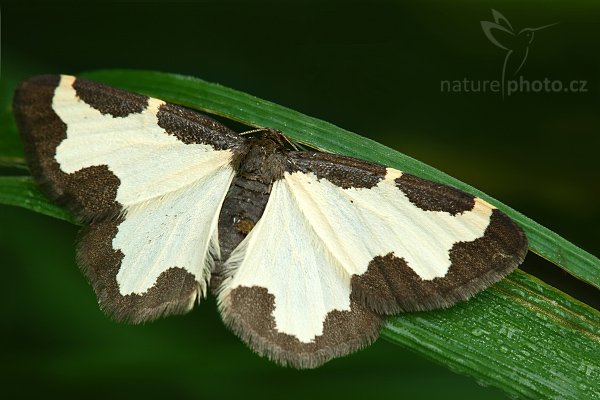 Skvrnopásník lískový (Lomaspilis marginata), Skvrnopásník lískový (Lomaspilis marginata), Autor: Ondřej Prosický | NaturePhoto.cz, Model: Canon EOS-1D Mark III, Objektiv: Canon EF 100mm f/2.8 Macro USM, Ohnisková vzdálenost (EQ35mm): 130 mm, stativ Gitzo 3540LS, Clona: 13, Doba expozice: 1/4 s, ISO: 400, Kompenzace expozice: +2/3, Blesk: Ano, Vytvořeno: 24. května 2008 7:29:53, PR Polanecké rybníky (Česko)