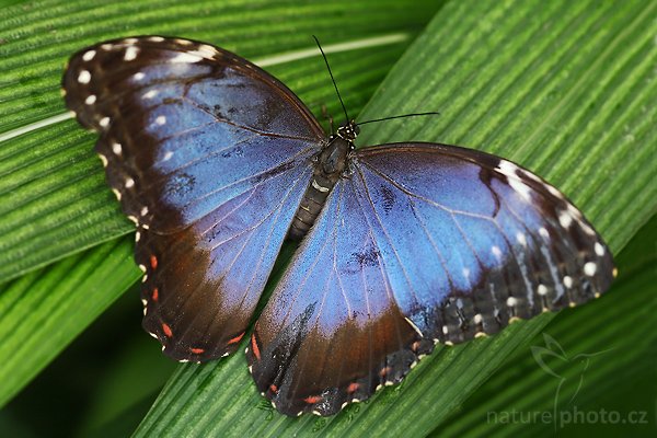 Peleides Blue Morpho (Morpho peleides), Peleides Blue Morpho (Morpho peleides), Autor: Ondřej Prosický | NaturePhoto.cz, Model: Canon EOS-1D Mark III, Objektiv: Canon EF 100mm f/2.8 Macro USM, Ohnisková vzdálenost (EQ35mm): 130 mm, fotografováno z ruky, Clona: 4.0, Doba expozice: 1/60 s, ISO: 320, Kompenzace expozice: -1/3, Blesk: Ne, Vytvořeno: 26. února 2008 1:22:38, La Paz (Kostarika)