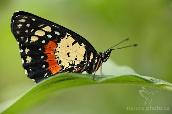 ???, zatím neurčeno, Autor: Ondřej Prosický | NaturePhoto.cz, Model: Canon EOS-1D Mark III, Objektiv: Canon EF 100mm f/2.8 Macro USM, Ohnisková vzdálenost (EQ35mm): 130 mm, fotografováno z ruky, Clona: 3.5, Doba expozice: 1/160 s, ISO: 800, Kompenzace expozice: 0, Blesk: Ne, Vytvořeno: 17. února 2008 8:57:50, La Paz (Kostarika)