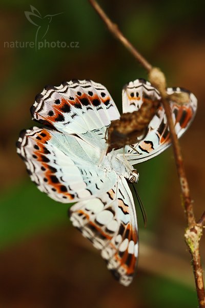 ???, zatím neurčeno, Autor: Ondřej Prosický | NaturePhoto.cz, Model: Canon EOS-1D Mark III, Objektiv: Canon EF 100mm f/2.8 Macro USM, Ohnisková vzdálenost (EQ35mm): 130 mm, fotografováno z ruky, Clona: 6.3, Doba expozice: 1/125 s, ISO: 800, Kompenzace expozice: -2/3, Blesk: Ano, Vytvořeno: 2. prosince 2007 11:55:24, Sinharaja Rain Forrest (Sri Lanka)