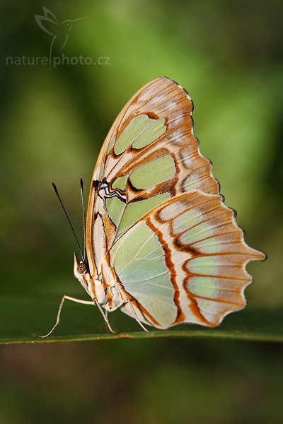 Brush-footed Butterflies (Siproeta stelenes), Brush-footed Butterflies (Siproeta stelenes), Autor: Ondřej Prosický | NaturePhoto.cz, Model: Canon EOS 5D, Objektiv: Canon EF 100mm f/2.8 Macro USM, Ohnisková vzdálenost (EQ35mm): 100 mm, fotografováno z ruky, Clona: 8.0, Doba expozice: 1/200 s, ISO: 640, Kompenzace expozice: 0, Blesk: Ano, Vytvořeno: 23. února 2008 11:19:27, rezervace Hacienda Baru (Kostarika)