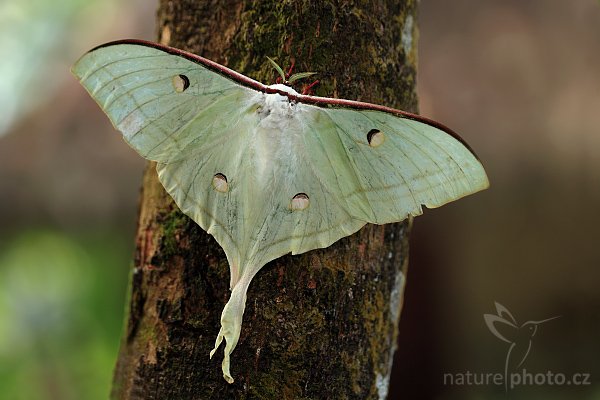 Martináč čínský (Actias selene) , Martináč čínský (Actias selene), Indian Moon Moth or Indian Luna Moth, Autor: Ondřej Prosický | NaturePhoto.cz, Model: Canon EOS-1D Mark III, Objektiv: Canon EF 100mm f/2.8 Macro USM, Ohnisková vzdálenost (EQ35mm): 130 mm, fotografováno z ruky, Clona: 2.8, Doba expozice: 1/200 s, ISO: 320, Kompenzace expozice: -1/3, Blesk: Ano, Vytvořeno: 2. prosince 2007 7:56:09, Sinharaja Rain Forrest (Sri Lanka)