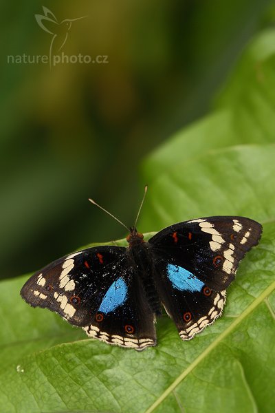 Blue Pansy (Junonia oenone), Blue Pansy (Junonia oenone), Autor: Ondřej Prosický | NaturePhoto.cz, Model: Canon EOS-1D Mark III, Objektiv: Canon EF 100mm f/2.8 Macro USM, Ohnisková vzdálenost (EQ35mm): 130 mm, fotografováno z ruky, Clona: 5.6, Doba expozice: 1/160 s, ISO: 500, Kompenzace expozice: 0, Blesk: Ano, Vytvořeno: 26. dubna 2008 10:38:54, Skleník Fatamorgana, Praha - Troja (Česko)