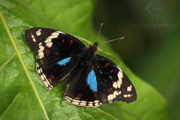 Blue Pansy (Junonia oenone), Blue Pansy (Junonia oenone), Autor: Ondřej Prosický | NaturePhoto.cz, Model: Canon EOS-1D Mark III, Objektiv: Canon EF 100mm f/2.8 Macro USM, Ohnisková vzdálenost (EQ35mm): 130 mm, fotografováno z ruky, Clona: 5.6, Doba expozice: 1/160 s, ISO: 500, Kompenzace expozice: 0, Blesk: Ano, Vytvořeno: 26. dubna 2008 10:40:34, Skleník Fatamorgana, Praha - Troja (Česko)