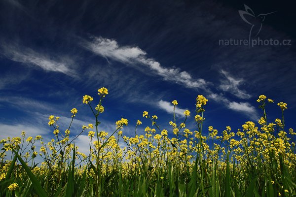 Řepkové pole, Toskánsko, Fotografie: Řepkové pole, Autor: Ondřej Prosický | NaturePhoto.cz, Model: Canon EOS-1D Mark III, Objektiv: Canon EF 17-40mm f/4 L USM, Ohnisková vzdálenost (EQ35mm): 22 mm, stativ Gitzo 3540LS + RRS BH55, Clona: 14, Doba expozice: 1/50 s, ISO: 100, Kompenzace expozice: -2/3, Blesk: Ne, Vytvořeno: 3. května 2008 16:51:06, San Quírico d´Orcia, Toskánsko (Itálie) 