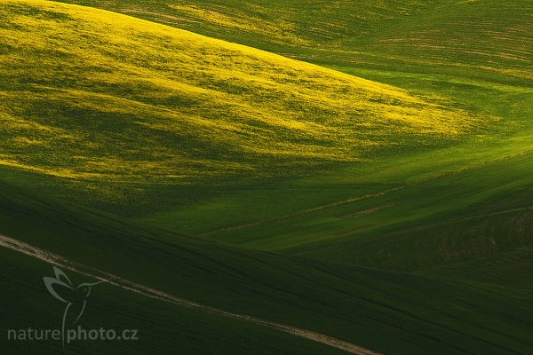 Tuscany, Fotografie: Tuscany, Autor: Ondřej Prosický | NaturePhoto.cz, Model: Canon EOS-1D Mark III, Objektiv: Canon EF 400mm f/5.6 L USM, Ohnisková vzdálenost (EQ35mm): 520 mm, stativ Gitzo 3540LS + RRS BH55, Clona: 14, Doba expozice: 1/30 s, ISO: 100, Kompenzace expozice: -1/3, Blesk: Ne, Vytvořeno: 1. května 2008 10:12:34, San Quírico d´Orcia, Toskánsko (Itálie) 