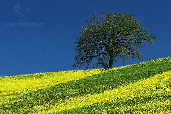 Tuscany Tree, Fotografie: Tuscany Tree, Autor: Ondřej Prosický | NaturePhoto.cz, Model: Canon EOS-1D Mark III, Objektiv: Canon EF 100mm f/2.8 Macro USM, Ohnisková vzdálenost (EQ35mm): 130 mm, stativ Gitzo 3540LS + RRS BH55, Clona: 14, Doba expozice: 1/15 s, ISO: 100, Kompenzace expozice: 0, Blesk: Ne, Vytvořeno: 3. května 2008 9:27:31, San Quírico d´Orcia, Toskánsko (Itálie)