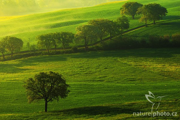 Toskánské ráno, Fotografie: Toskánské ráno, Autor: Ondřej Prosický | NaturePhoto.cz, Model: Canon EOS-1D Mark III, Objektiv: Canon EF 100mm f/2.8 Macro USM, Ohnisková vzdálenost (EQ35mm): 130 mm, stativ Gitzo 3540LS + RRS BH55, Clona: 14, Doba expozice: 1/10 s, ISO: 100, Kompenzace expozice: +1/3, Blesk: Ne, Vytvořeno: 30. dubna 2008 23:18:34, San Quírico d´Orcia, Toskánsko (Itálie) 