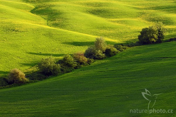 Večer na poli, Toskánsko, Fotografie: Večer na poli, Autor: Ondřej Prosický | NaturePhoto.cz, Model: Canon EOS-1D Mark III, Objektiv: Canon EF 100mm f/2.8 Macro USM, Ohnisková vzdálenost (EQ35mm): 130 mm, stativ Gitzo 3540LS + RRS BH55, Clona: 14, Doba expozice: 1/8 s, ISO: 100, Kompenzace expozice: -1, Blesk: Ne, Vytvořeno: 1. května 2008 11:11:08, San Quírico d´Orcia, Toskánsko (Itálie) 