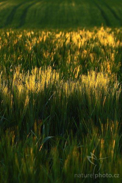 Evening on a Field, Tuscany, Fotografie: Evening on a Field, Autor: Ondřej Prosický | NaturePhoto.cz, Objektiv: Canon EF 100mm f/2.8 Macro USM, stativ Gitzo 3540LS + RRS BH55, Vytvořeno: 1. září 2008 20:46:02, San Quírico d´Orcia, Toskánsko (Itálie) 