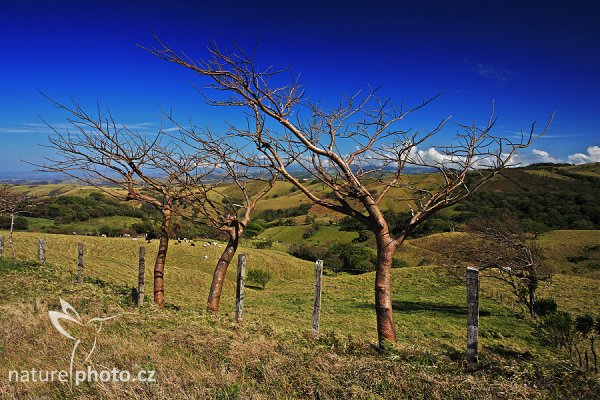 Monteverde, Costa Rica, Fotografie: Monteverde, Autor: Ondřej Prosický | NaturePhoto.cz, Model: Canon EOS 5D, Objektiv: Canon EF 17-40mm f/4 L USM, Ohnisková vzdálenost (EQ35mm): 22 mm, stativ Gitzo 3540LS + RRS BH55, Clona: 10, Doba expozice: 1/100 s, ISO: 100, Kompenzace expozice: -2/3, Blesk: Ne, Vytvořeno: 28. února 2008 9:10:05, San Quírico d´Orcia, Toskánsko (Itálie) 