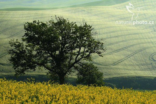 Tuscany Landscape, Fotografie: Autor: Ondřej Prosický | NaturePhoto.cz, Model: Canon EOS-1D Mark III, Objektiv: Canon EF 100mm f/2.8 Macro USM, Ohnisková vzdálenost (EQ35mm): 130 mm, stativ Gitzo 3540LS + RRS BH55, Clona: 16, Doba expozice: 1/20 s, ISO: 100, Kompenzace expozice: -1/3, Blesk: Ne, Vytvořeno: 3. května 2008 7:46:30, San Quírico d´Orcia, Toskánsko (Itálie)