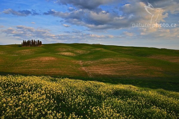 Landscape Tuscany, Fotografie: Landscape Tuscany, Autor: Ondřej Prosický | NaturePhoto.cz, Model: Canon EOS-1D Mark III, Objektiv: Canon EF 17-40mm f/4 L USM, Ohnisková vzdálenost (EQ35mm): 22 mm, stativ Gitzo 3540LS + RRS BH55, Clona: 16, Doba expozice: 1/5 s, ISO: 100, Kompenzace expozice: -2/3, Blesk: Ne, Vytvořeno: 2. května 2008 19:37:50, San Quírico d´Orcia, Toskánsko (Itálie) 