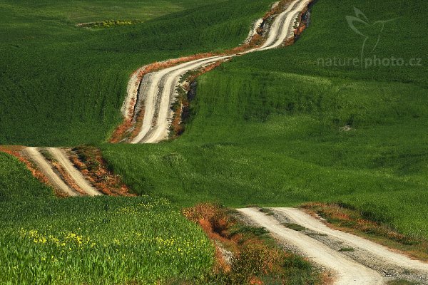 Tuscany Road, Italy, Fotografie: Tuscany Road, Autor: Ondřej Prosický | NaturePhoto.cz, Model: Canon EOS-1D Mark III, Objektiv: Canon EF 100mm f/2.8 Macro USM, Ohnisková vzdálenost (EQ35mm): 260 mm, stativ Gitzo 3540LS + RRS BH55, Clona: 16, Doba expozice: 1/20 s, ISO: 100, Kompenzace expozice: -1/3, Blesk: Ne, Vytvořeno: 2. května 2008 0:38:43, San Quírico d´Orcia, Toskánsko (Itálie) 