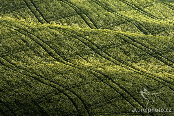 Green Waves, Tuscany, Fotografie: Green Waves, Autor: Ondřej Prosický | NaturePhoto.cz, Model: Canon EOS-1D Mark III, Objektiv: Canon EF 400mm f/5.6 Macro USM, Ohnisková vzdálenost (EQ35mm): 520 mm, stativ Gitzo 3540LS + RRS BH55, Clona: 13, Doba expozice: 1/200 s, ISO: 100, Kompenzace expozice: -1/3, Blesk: Ne, Vytvořeno: 3. května 2008 7:54:53, San Quírico d´Orcia, Toskánsko (Itálie) 