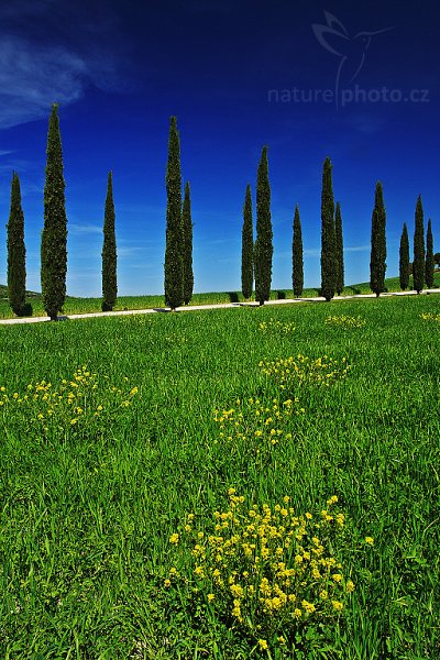 Tuscany String, Italy, Fotografie: Tuscany String, Autor: Ondřej Prosický | NaturePhoto.cz, Objektiv: Canon EF 17-40mm f/4 L USM, stativ Gitzo 3540LS + RRS BH55, Vytvořeno: 1. září 2008 21:08:26, San Quírico d´Orcia, Toskánsko (Itálie) 