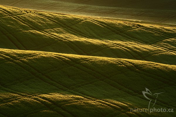 Green Waves, Tuscany, Fotografie: Green Waves, Autor: Ondřej Prosický | NaturePhoto.cz, Model: Canon EOS-1D Mark III, Objektiv: Canon EF 100mm f/2.8 Macro USM, Ohnisková vzdálenost (EQ35mm): 520 mm, stativ Gitzo 3540LS + RRS BH55, Clona: 14, Doba expozice: 1/10 s, ISO: 100, Kompenzace expozice: -1/3, Blesk: Ne, Vytvořeno: 4. května 2008 6:25:22, San Quírico d´Orcia, Toskánsko (Itálie) 