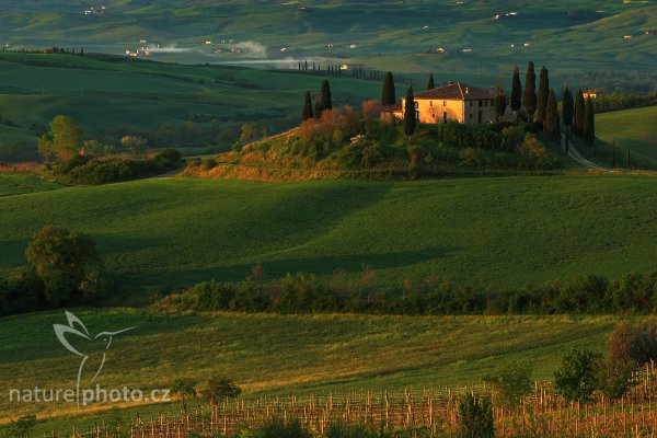 Tuscany Landscape, Fotografie: Tuscany Landscape, Autor: Ondřej Prosický | NaturePhoto.cz, Model: Canon EOS-1D Mark III, Objektiv: Canon EF 100mm f/2.8 Macro USM, Ohnisková vzdálenost (EQ35mm): 130 mm, stativ Gitzo 3540LS + RRS BH55, Clona: 14, Doba expozice: 1/4 s, ISO: 100, Kompenzace expozice: 0, Blesk: Ne, Vytvořeno: 1. května 2008 22:24:49, San Quírico d´Orcia, Toskánsko (Itálie) 