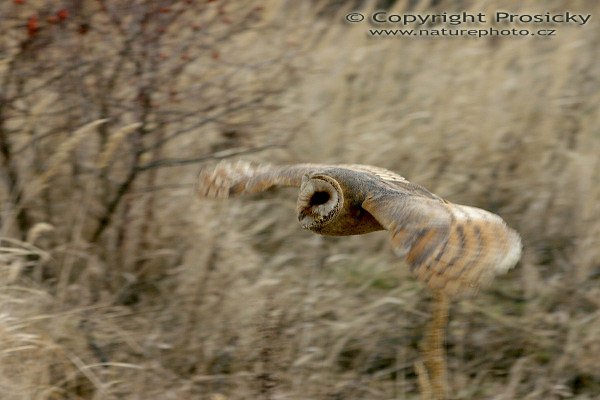 Sova pálená (Tyto alba), Autor: Ondřej Prosický, model aparátu: Canon EOS 300D DIGITAL, objektiv: Canon EF 75-300 f/4,5-5,6 IS USM, fotografováno z ruky, AF, clona: 8, doba expozice: 1/400 s, ISO: 200, korekce expozice -1/3 EV, blesk: ne, vytvořeno: 14. února 2004, Workshop Fotografování ptáků v přírodě, Chomutov (ČR)