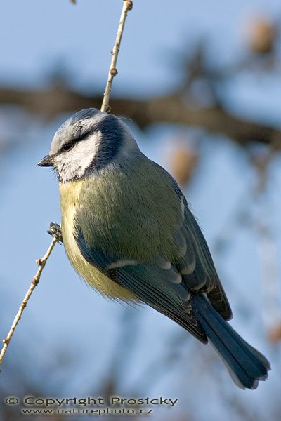 Sýkora modřinka (Parus caeruleus), Autor: Ondřej Prosický, Model aparátu: Canon EOS 300D DIGITAL, Objektiv: Canon EF 400mm f/5.6 L USM, Ohnisková vzdálenost: 400.00 mm, monopod Manfrotto 681B + 234RC, Clona: 6.30, Doba expozice: 1/400 s, ISO: 100, Vyvážení expozice: 0.63, Blesk: Ne, Vytvořeno: 20. března 2005 9:40:34, Praha 10 - Strašnice (ČR) 