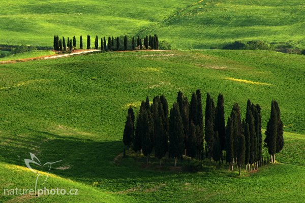 Toskánská krajina, Fotografie: Toskánská krajina, Autor: Ondřej Prosický | NaturePhoto.cz, Model: Canon EOS-1D Mark III, Objektiv: Canon EF 400mm f/5.6 L USM, Ohnisková vzdálenost (EQ35mm): 520 mm, stativ Gitzo 3540LS + RRS BH55, Clona: 14, Doba expozice: 1/15 s, ISO: 100, Kompenzace expozice: -1/3, Blesk: Ne, Vytvořeno: 2. května 2008 18:51:12, San Quírico d´Orcia, Toskánsko (Itálie) 