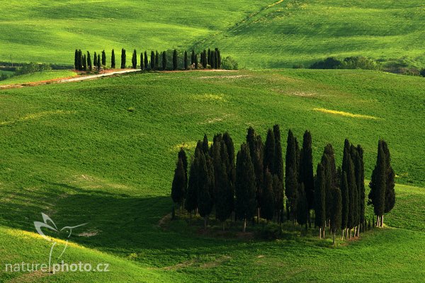 Toskánská krajina, Fotografie: Toskánská krajina, Autor: Ondřej Prosický | NaturePhoto.cz, Model: Canon EOS-1D Mark III, Objektiv: Canon EF 400mm f/5.6 L USM, Ohnisková vzdálenost (EQ35mm): 520 mm, stativ Gitzo 3540LS + RRS BH55, Clona: 14, Doba expozice: 1/15 s, ISO: 100, Kompenzace expozice: -1/3, Blesk: Ne, Vytvořeno: 2. května 2008 18:51:12, San Quírico d´Orcia, Toskánsko (Itálie) 