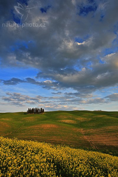 Večer v krajině, Toskánsko, Fotografie: Večer v krajině Autor: Ondřej Prosický | NaturePhoto.cz, Objektiv: Canon EF 17-40mm f/4 L USM, stativ Gitzo 3540LS + RRS BH55, Vytvořeno: 1. září 2008 21:05:48, San Quírico d´Orcia, Toskánsko (Itálie) 