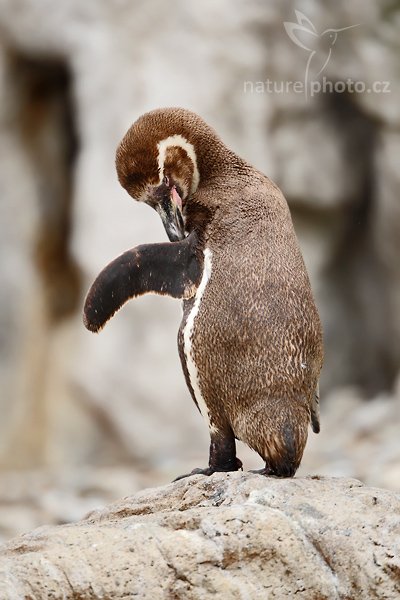 Tučňák Humboldtův (Spheniscus humboldti), Tučňák Humboldtův (Spheniscus humboldti), Humboldt Penguin, Autor: Ondřej Prosický | NaturePhoto.cz, Model: Canon EOS-1D Mark III, Objektiv: Canon EF 200mm f/2 L IS USM + TC Canon 2x, Ohnisková vzdálenost (EQ35mm): 520 mm, stativ Gitzo 3540LS + RRS BH55, Clona: 4.0, Doba expozice: 1/400 s, ISO: 250, Kompenzace expozice: +1/3, Blesk: Ano, Vytvořeno: 20. července 2008 16:30:09, ZOO Vienna - Schönbrunn (Rakousko) 