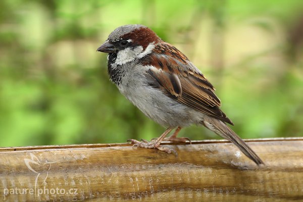 Vrabec domácí (Passer domesticus), Vrabec domácí (Passer domesticus), House Sparrow, Autor: Ondřej Prosický | NaturePhoto.cz, Model: Canon EOS-1D Mark III, Objektiv: Canon EF 200mm f/2 L IS USM + TC Canon 2x, Ohnisková vzdálenost (EQ35mm): 520 mm, stativ Gitzo 3540LS + RRS BH55, Clona: 6.3, Doba expozice: 1/100 s, ISO: 640, Kompenzace expozice: -1/3, Blesk: Ano, Vytvořeno: 20. července 2008 15:26:41, Vienna - Schönbrunn (Rakousko) 