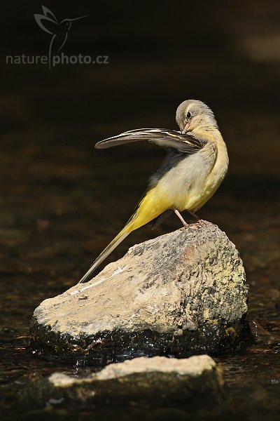 Konipas horský (Motacilla cinerea), Konipas horský (Motacilla cinerea), Grey Wagtail, Autor: Ondřej Prosický | NaturePhoto.cz, Model: Canon EOS-1D Mark III, Objektiv: Canon EF 500mm f/4 L IS USM, Ohnisková vzdálenost (EQ35mm): 650 mm, stativ Gitzo 3540LS + RRS BH55, Clona: 8.0, Doba expozice: 1/400 s, ISO: 200, Kompenzace expozice: -2, Blesk: Ne, Vytvořeno: 15. června 2008 10:37:58, Valteřice (Česko)