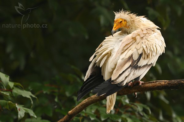 Sup mrchožravý (Neophron percnopterus), Sup mrchožravý (Neophron percnopterus), Autor: Ondřej Prosický | NaturePhoto.cz, Model: Canon EOS-1D Mark III, Objektiv: Canon EF 200mm f/2 L IS USM, Ohnisková vzdálenost (EQ35mm): 260 mm, stativ Gitzo 3540LS + RRS BH55, Clona: 3.2, Doba expozice: 1/320 s, ISO: 320, Kompenzace expozice: -1, Blesk: Ne, Vytvořeno: 13. července 2008 10:57:25, ZOO Praha - Troja (Česko)