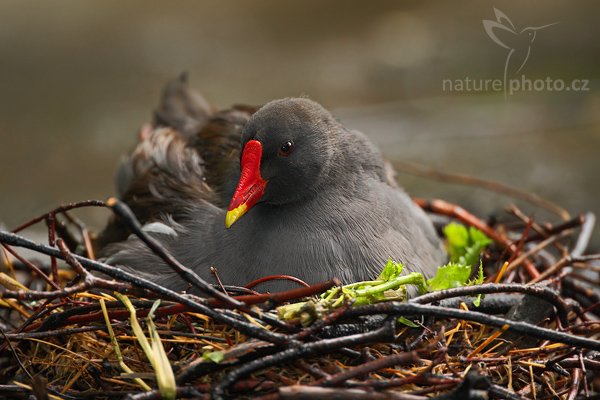 Slípka zelenonohá (Gallinula chloropus), Slípka zelenonohá (Gallinula chloropus), Common Moorhen, Autor: Ondřej Prosický | NaturePhoto.cz, Model: Canon EOS-1D Mark III, Objektiv: Canon EF 200mm f/2 L IS USM + TC Canon 2x, Ohnisková vzdálenost (EQ35mm): 520 mm, stativ Gitzo 3540LS + RRS BH55, Clona: 4.5, Doba expozice: 1/125 s, ISO: 640, Kompenzace expozice: -1/3, Blesk: Ano, Vytvořeno: 13. července 2008 10:46:20, Praha - Troja (Česko)