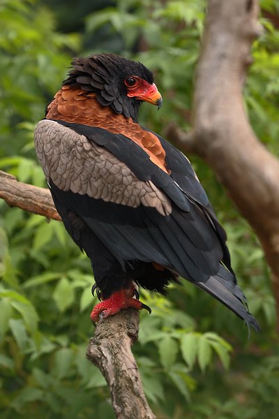 Orel kejklíř (Terathopius ecaudatus), Orel kejklíř (Terathopius ecaudatus), Bateleur Eagle, Autor: Ondřej Prosický | NaturePhoto.cz, Model: Canon EOS-1D Mark III, Objektiv: Canon EF 100mm f/2.8 Macro USM , Ohnisková vzdálenost (EQ35mm): 130 mm, stativ Gitzo 3540LS + RRS BH55, Clona: 3.5, Doba expozice: 1/800 s, ISO: 320, Kompenzace expozice: -2/3, Blesk: Ano, Vytvořeno: 9. srpna 2008 13:35:17, ZOO Praha - Troja (Česko)