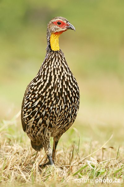 Frankolín žlutohrdlý (Francolinus-leucoscepus), Frankolín žlutohrdlý (Francolinus-leucoscepus), Yellow-necked Spurfowl, Autor: Ondřej Prosický | NaturePhoto.cz, Model: Canon EOS-1D Mark III, Objektiv: Canon EF 200mm f/2.8 L USM + TC Canon 2x, Ohnisková vzdálenost (EQ35mm): 520 mm, stativ Gitzo 3540LS + RRS BH55, Clona: 5.6, Doba expozice: 1/400 s, ISO: 400, Kompenzace expozice: +1/3, Blesk: Ano, Vytvořeno: 9. srpna 2008 14:31:11, ZOO Praha - Troja (Česko)