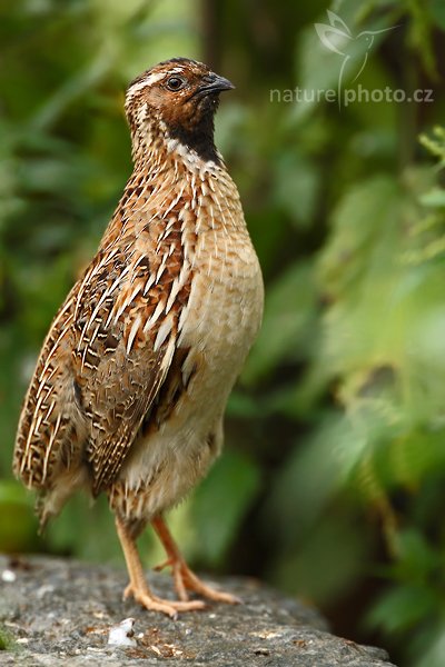 Křepelka polní (Coturnix coturnix), Křepelka polní (Coturnix coturnix), Common Quail, Autor: Ondřej Prosický | NaturePhoto.cz, Model: Canon EOS-1D Mark III, Objektiv: Canon EF 200mm f/2 L IS USM + TC Canon 2x, Ohnisková vzdálenost (EQ35mm): 520 mm, stativ Gitzo 3540LS + RRS BH55, Clona: 5.0, Doba expozice: 1/250 s, ISO: 320, Kompenzace expozice: -2/3, Blesk: Ne, Vytvořeno: 13. července 2008 11:42:42, Praha - Troja (Česko)