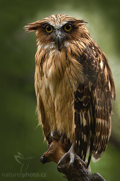 Ketupa malajská jávská (Ketupa ketupu javanensis), Ketupa malajská jávská (Ketupa ketupu javanensis), Sunda fishing owl, Autor: Ondřej Prosický | NaturePhoto.cz, Model: Canon EOS-1D Mark III, Objektiv: Canon EF 200mm f/2 L IS USM, Ohnisková vzdálenost (EQ35mm): 260 mm, stativ Gitzo 3540LS + RRS BH55, Clona: 2.2, Doba expozice: 1/800 s, ISO: 640, Kompenzace expozice: -1, Blesk: Ne, Vytvořeno: 13. července 2008 10:10:34, ZOO Praha - Troja (Česko)